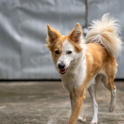 Chien de Berger Islandais - Quelles sont les couleurs de pelage du Chien de Berger Islandais ?