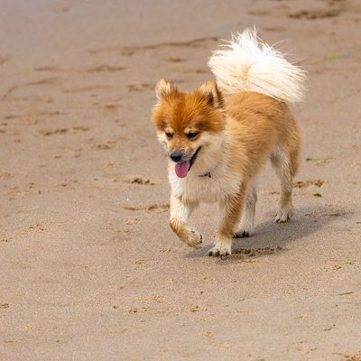 Chien de Berger Islandais - Quels sont les soins nécessaires pour un Chien de Berger Islandais ?
