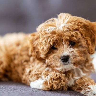 Cavapoo - Cavapoo : quel prix pour un chiot ?