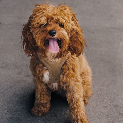 Cavapoo - Conditions de vie du Cavapoo