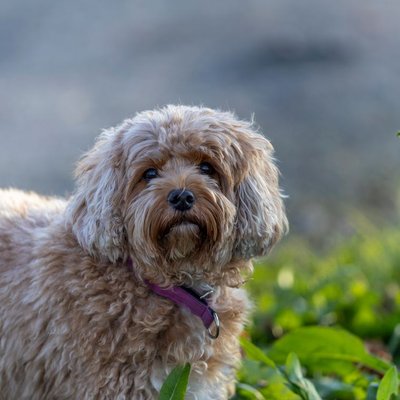 Cavapoo - Caractère du Cavapoo