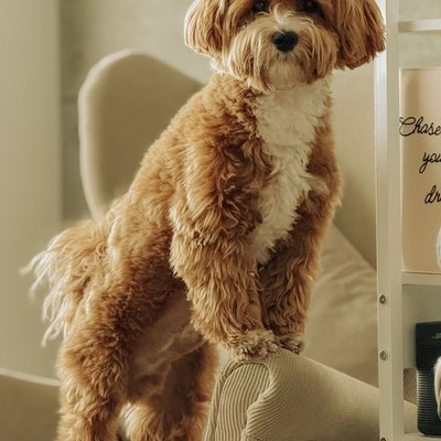 Cavapoo