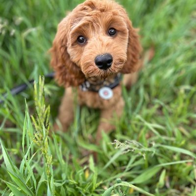 Cavapoo - Comment nourrir un chiot Cavapoo correctement ?