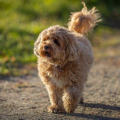 Cavapoo - Quelles sont les couleurs de pelage du Cavapoo ?