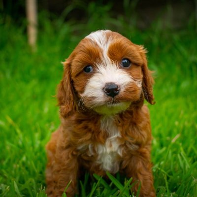 Cavapoo - Sélectionner un élevage de chiot Cavapoo