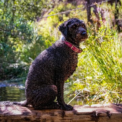 Chien d'Eau Espagnol - Chien d'Eau Espagnol : quel prix pour un chiot ?