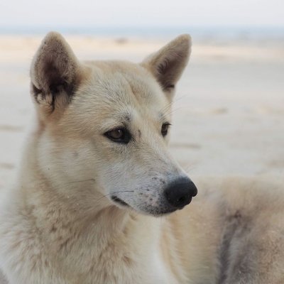 Chien de Canaan - Quelles sont les couleurs de pelage du Chien de Canaan ?