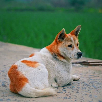 Chien de Canaan - Choisir mon chiot Chien de Canaan