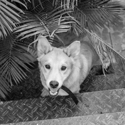 Chien de Canaan - Quels sont les soins nécessaires pour un Chien de Canaan ?