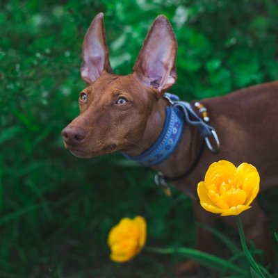 Chien du Pharaon - Chien du Pharaon : quel prix pour un chiot ?