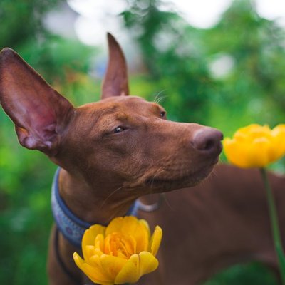 Chien du Pharaon - Sélectionner un élevage de chiot Chien du Pharaon