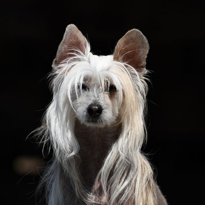 Chien Chinois à Crête - Chien Chinois à Crête : quel prix pour un chiot ?