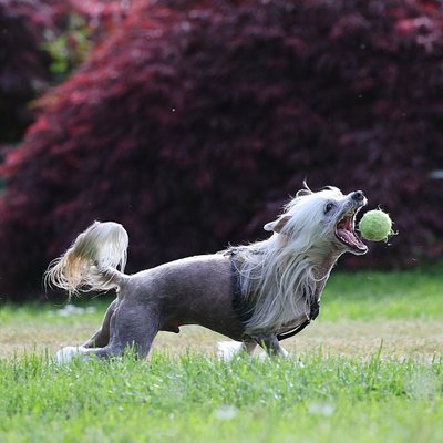 Chien Chinois à Crête