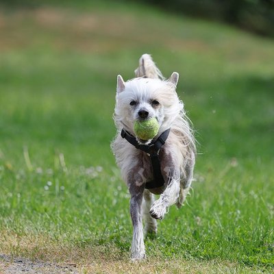Chien Chinois à Crête - Comment nourrir un chiot Chien Chinois à Crête correctement ?