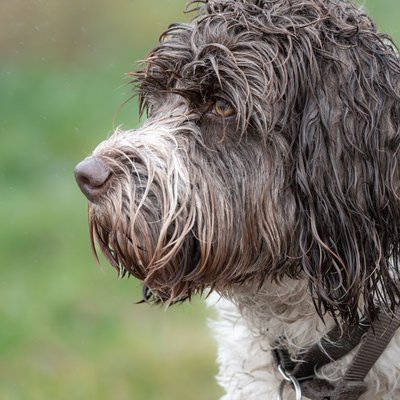 Chien d'Eau Portugais - Choisir mon chiot Chien d'Eau Portugais
