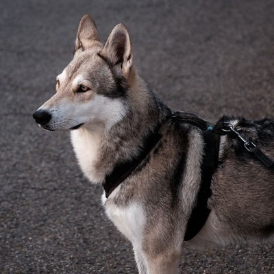 Chien-Loup de Saarloos - Chien-Loup de Saarloos : quel prix pour un chiot ?
