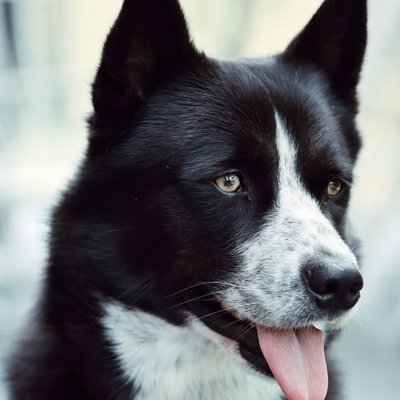 Chien d'Ours de Carélie - Chien d'Ours de Carélie : quel prix pour un chiot ?
