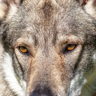Chien-Loup Tchécoslovaque - Chien-Loup Tchécoslovaque : quel prix pour un chiot ?