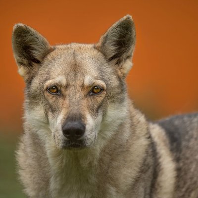 Chien-Loup Tchécoslovaque