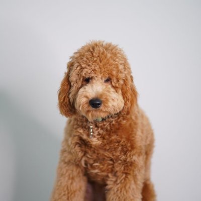 Goldendoodle - Goldendoodle : quel prix pour un chiot ?