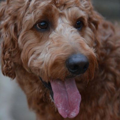 Goldendoodle - Morphologie du Goldendoodle