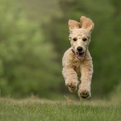 Goldendoodle - Conditions de vie du Goldendoodle