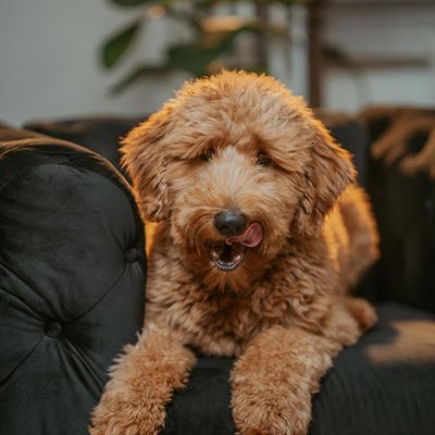 Goldendoodle - Caractère du Goldendoodle