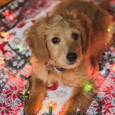 Goldendoodle