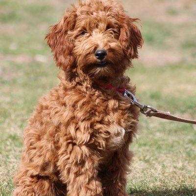 Goldendoodle - Comment nourrir un chiot Goldendoodle correctement ?