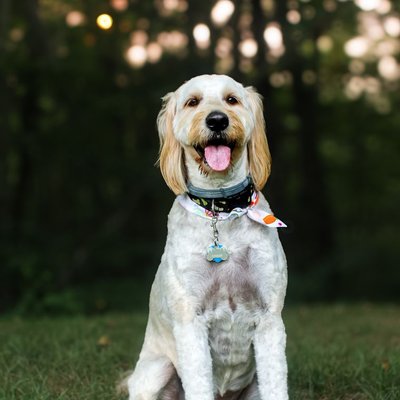 Goldendoodle - Quelles sont les couleurs de pelage du Goldendoodle ?