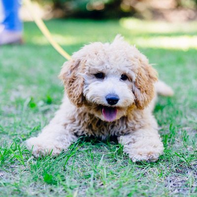 Goldendoodle - Sélectionner un élevage de chiot Goldendoodle