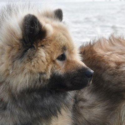 Eurasier - Eurasier : quel prix pour un chiot ?