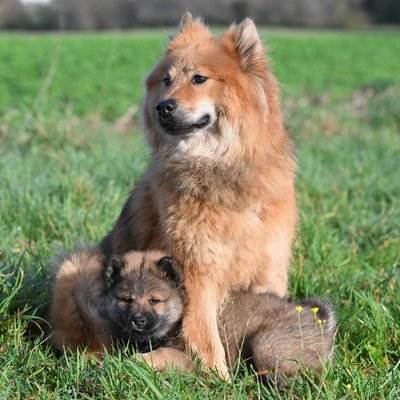 Eurasier - Morphologie de l’Eurasier
