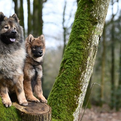 Eurasier - Conditions de vie de l’Eurasier
