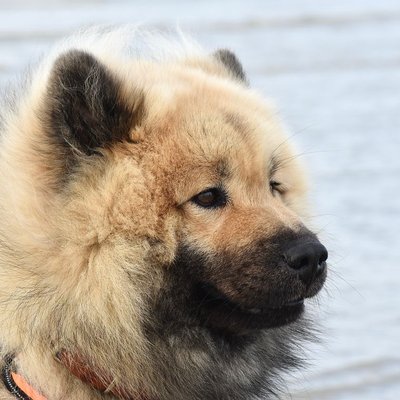 Eurasier - Caractère de l’Eurasier