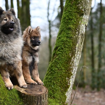 Eurasier