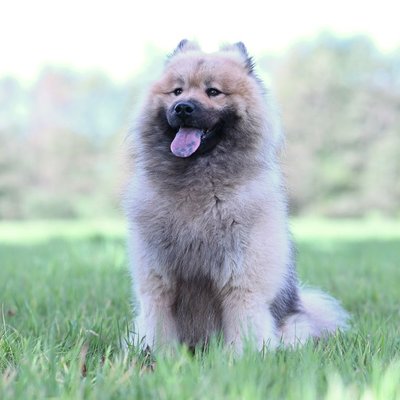 Eurasier - Comment nourrir un chiot Eurasier correctement ?
