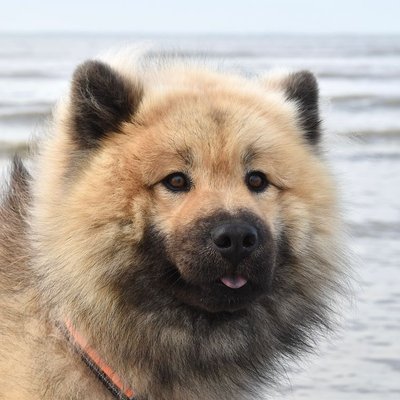 Eurasier - Quelles sont les couleurs de robe de l’Eurasier ?