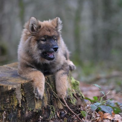Eurasier - Sélectionner un élevage de chiot Eurasier