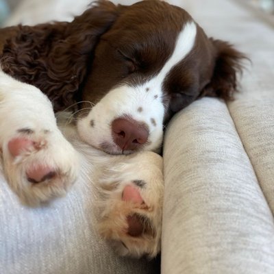 Épagneul Français - Épagneul Français : quel prix pour un chiot ?