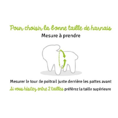 Harnais Bouledogue français : anti-étouffement !