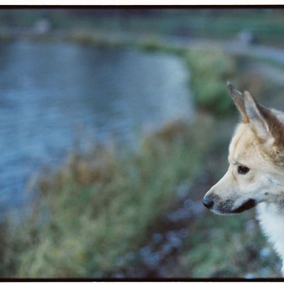 Buhund Norvégien - Buhund Norvégien : quel prix pour un chiot ?