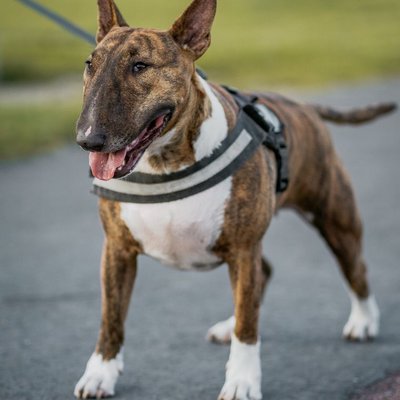 Bull Terrier Miniature - Bull Terrier Miniature : quel prix pour un chiot ?