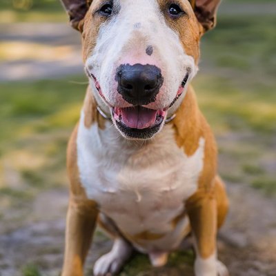 Bull Terrier Miniature - Morphologie du Bull Terrier Miniature