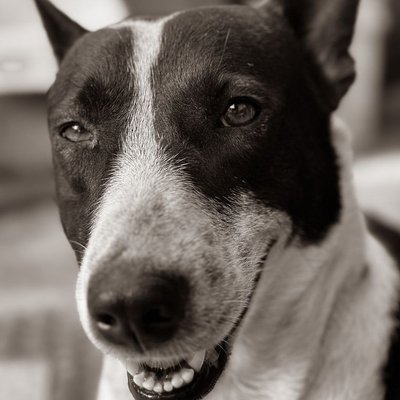 Bull Terrier Miniature - Conditions de vie du Bull Terrier Miniature