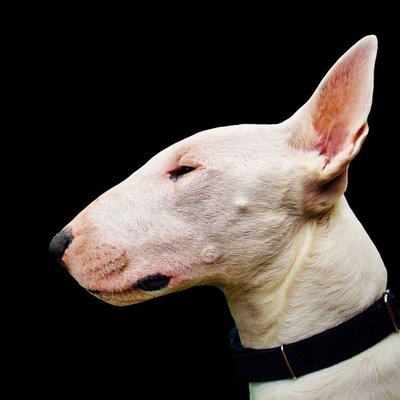 Bull Terrier Miniature