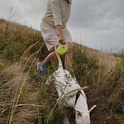 Bull Terrier Miniature - Comment nourrir un chiot Bull Terrier Miniature correctement ?