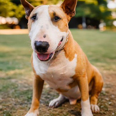 Bull Terrier Miniature - Quelles sont les couleurs de pelage du Bull Terrier Miniature ?