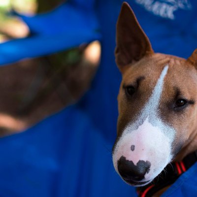 Bull Terrier Miniature - Sélectionner un élevage de chiot Bull Terrier Miniature
