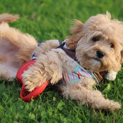 Cockapoo - Cockapoo : quel prix pour un chiot ?